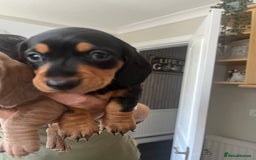 Dachshund dogs for sale: Miniature dachshunds  - Image 2