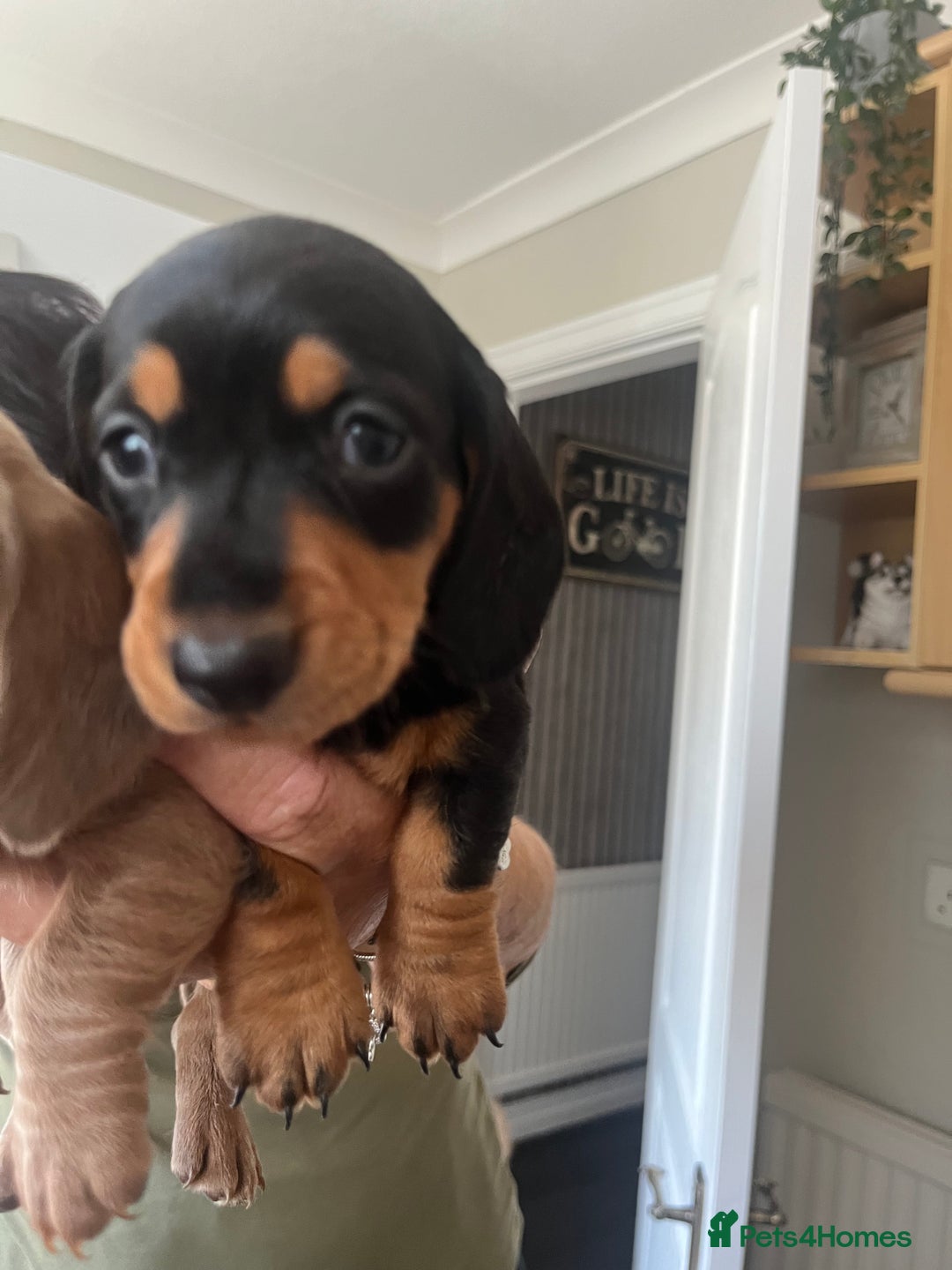 Dachshund dogs for sale: Miniature dachshunds  - Image 2
