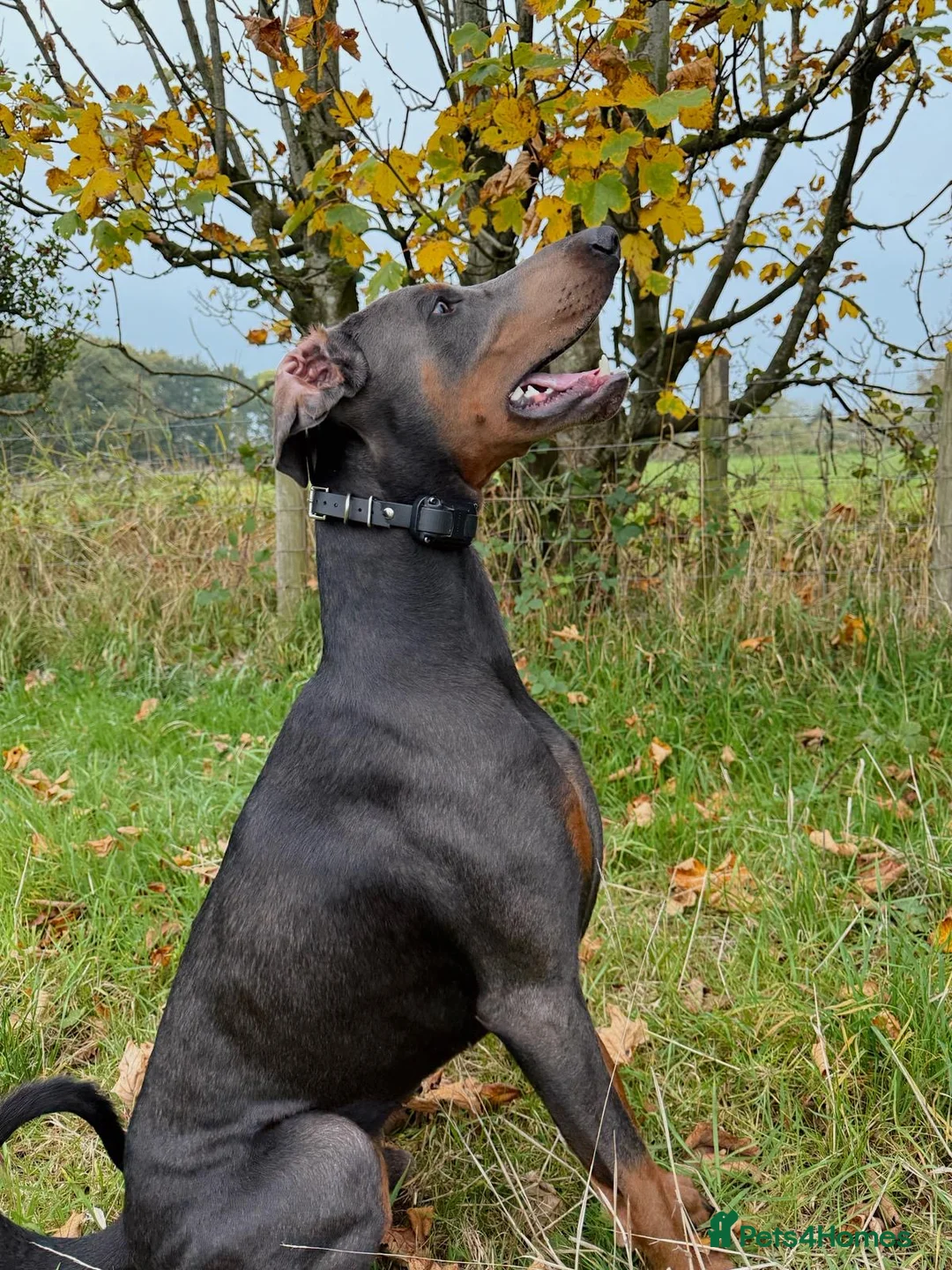 Dobermann dogs for stud: KC Health & Heart tested stud in Burnley - Advert 25