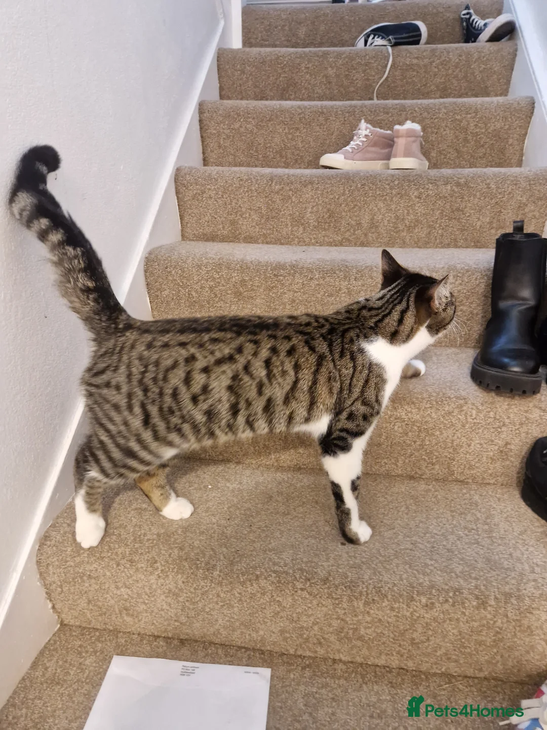 Domestic Shorthair cats for sale: Cat available today - Advert 2