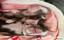 English Bulldog dogs for sale: Beautiful British bulldog pups  - Image 21