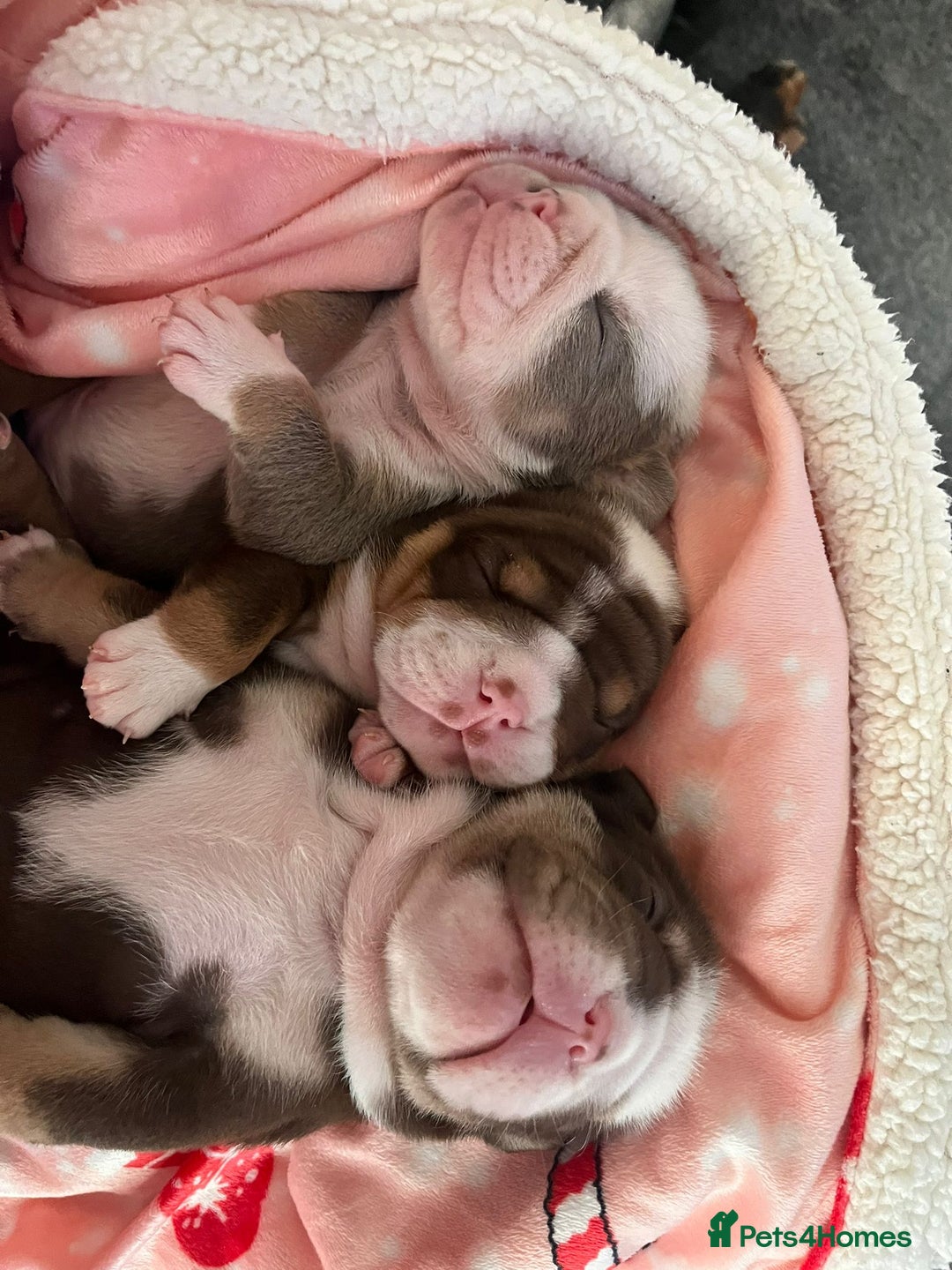 English Bulldog dogs for sale: Beautiful British bulldog pups  - Image 21