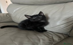 Mixed Breed cats for sale: 4 beautiful kittens - Image 9