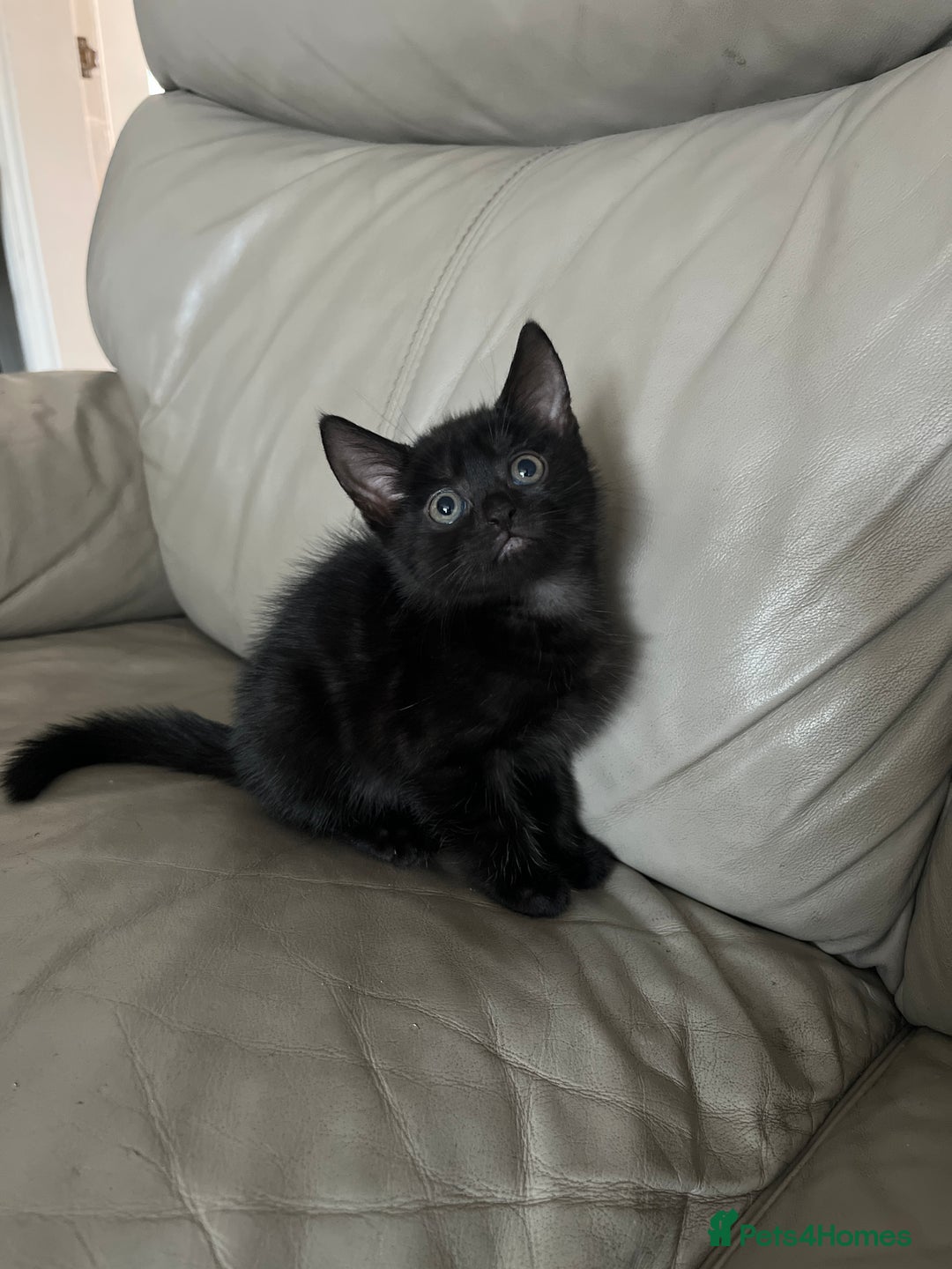 Mixed Breed cats for sale: 4 beautiful kittens - Image 9