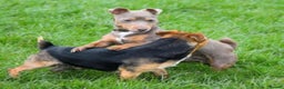 Jack Russell dogs for sale: Beautiful docked miniature Jack Russell puppies - Advert 7