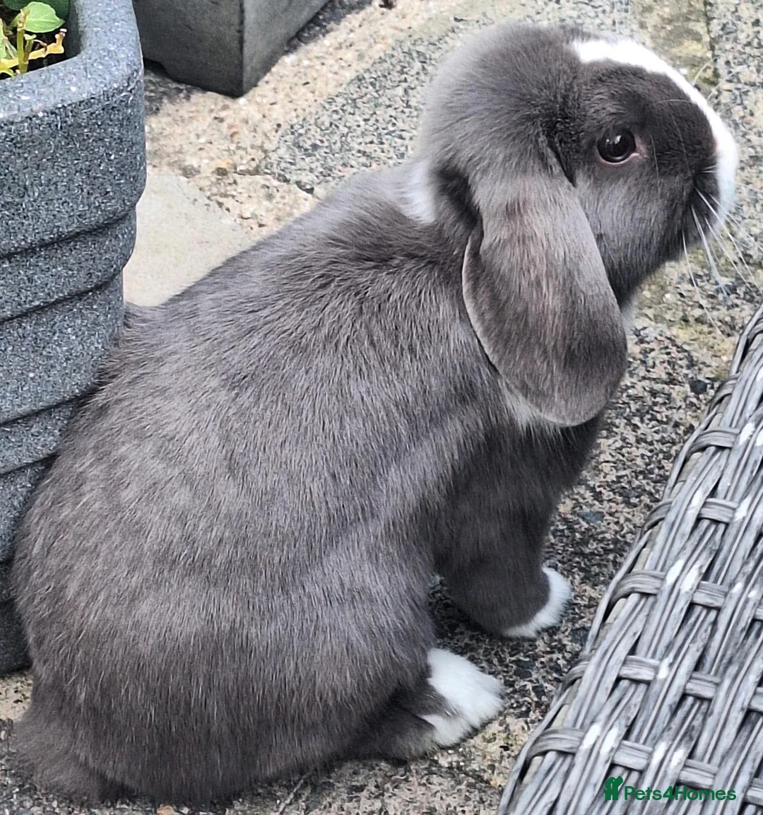 Mini Lop rabbits for sale: Gorgeous Friendly Bonded Mini Lops with New Hutch in Dartford - Advert 10