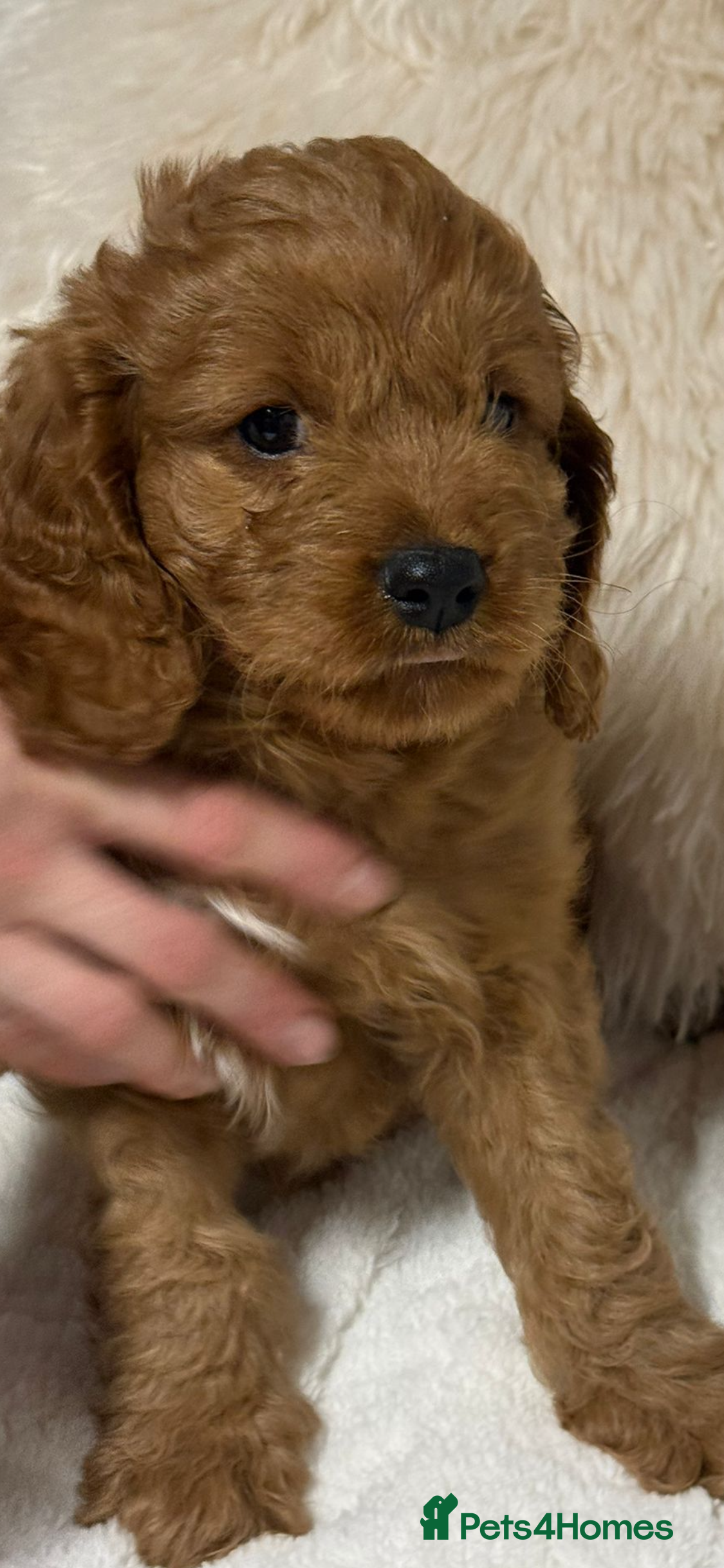 Cavapoo dogs Stunning F1 Cavapoo’s  - Advert 1