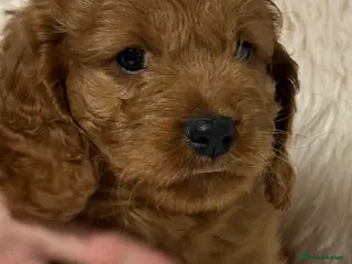 Cavapoo dogs Stunning F1 Cavapoo’s - Advert 2