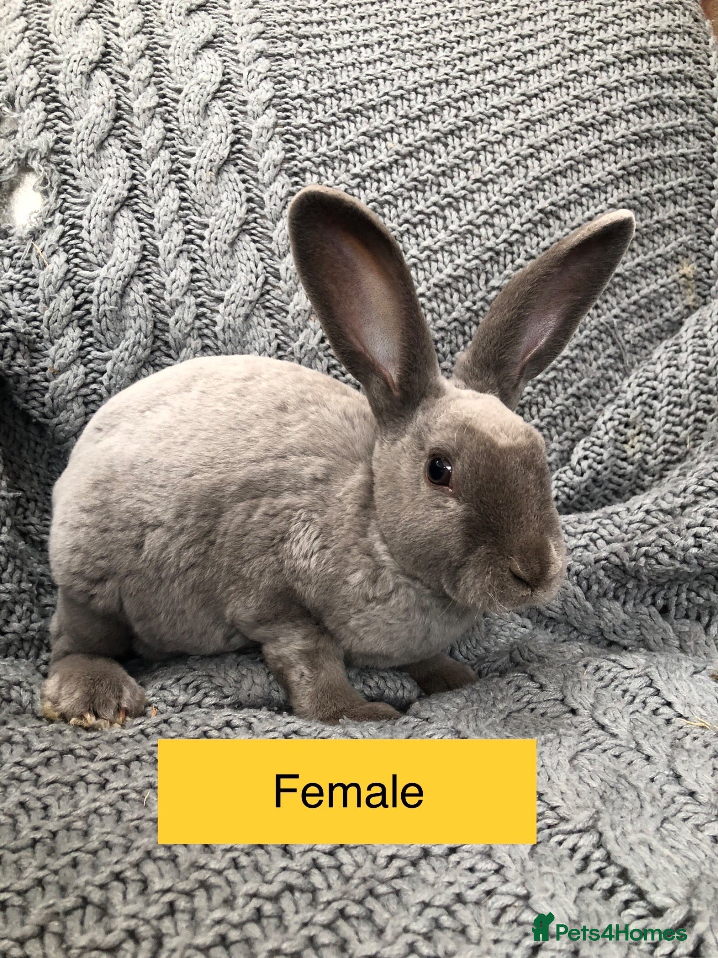 Rex rabbits Pure breed velvet mini and standard Rex rabbits - Advert 1