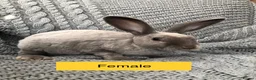 Rex rabbits for sale: Pure breed velvet mini and standard Rex rabbits - Advert 2