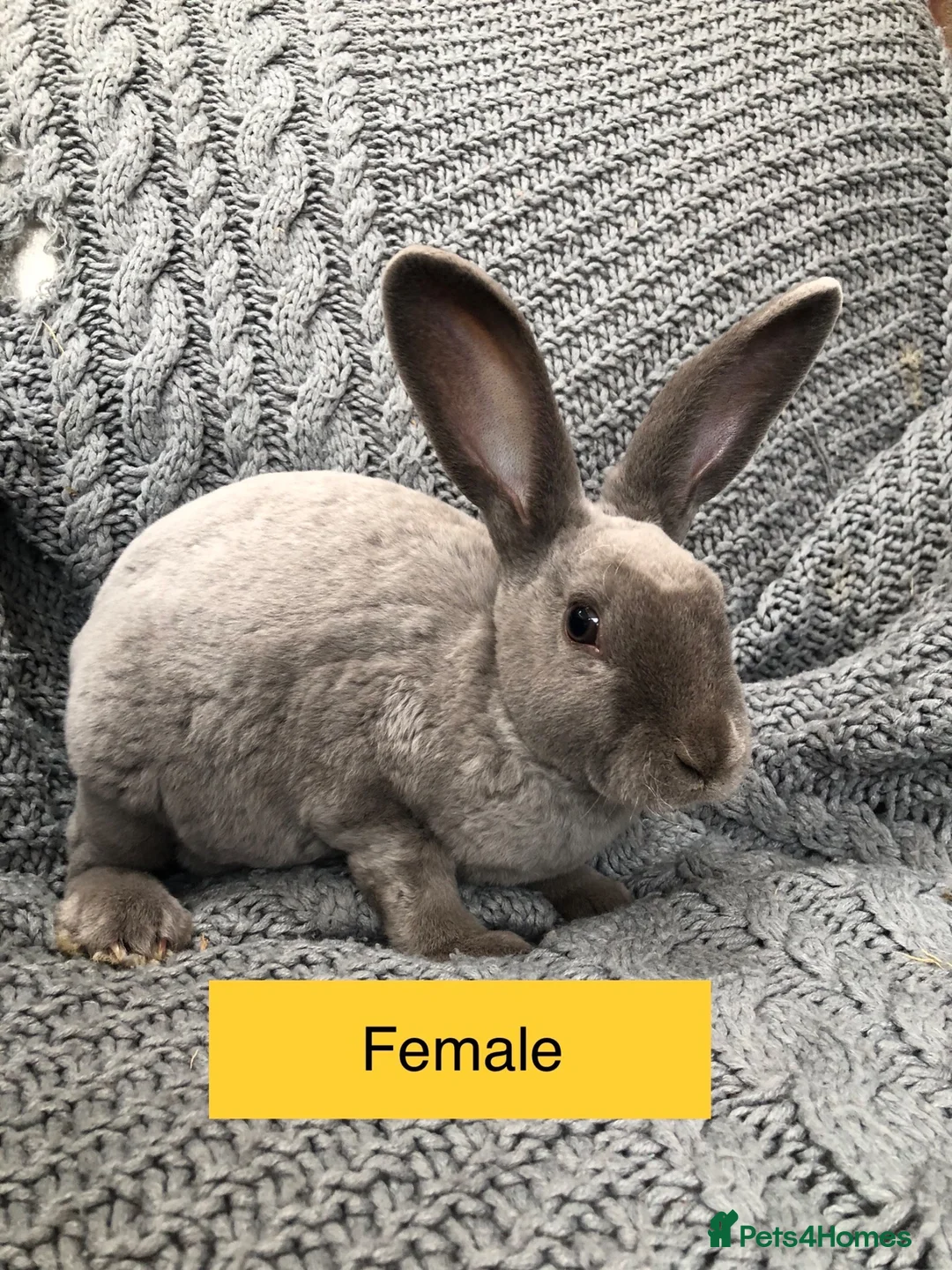 Rex rabbits for sale: Pure breed velvet mini and standard Rex rabbits - Advert 2