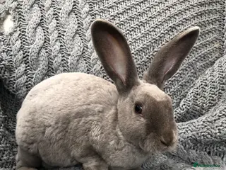 Rex rabbits Pure breed velvet mini and standard Rex rabbits - Advert 1