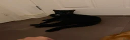 Mixed Breed cats for sale: Black Male Kitten 10 Months Old - Advert 3