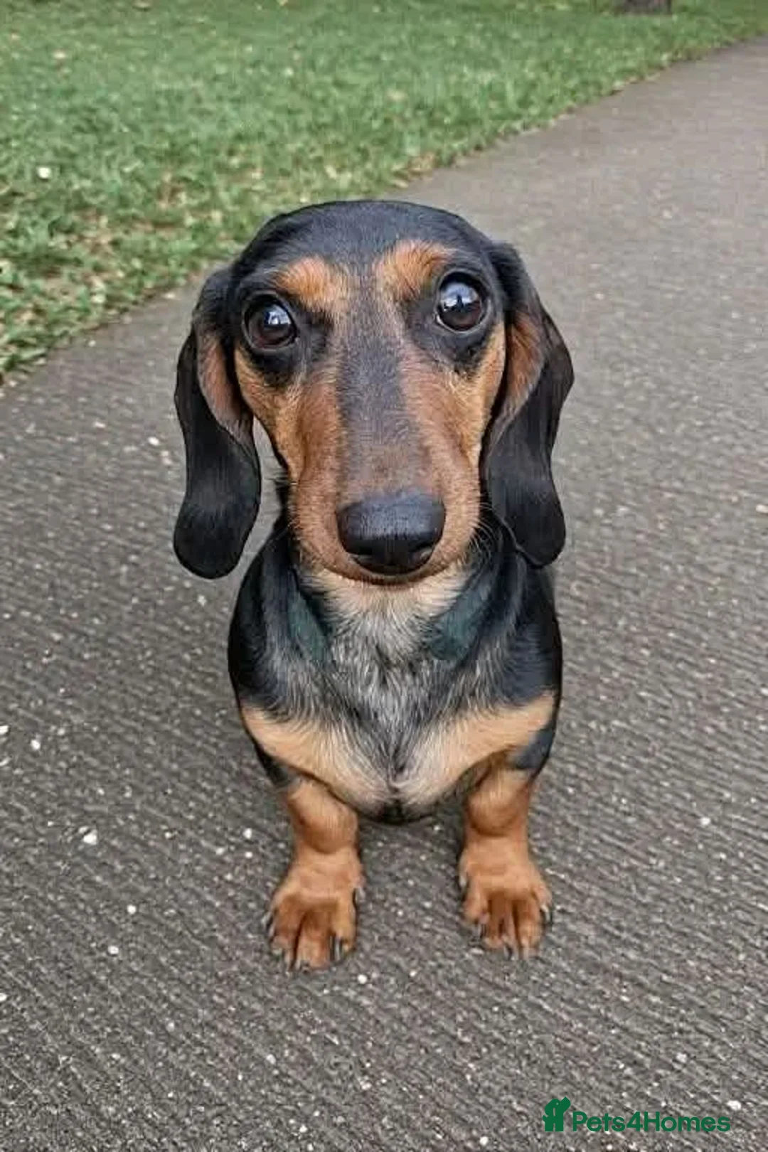 Dachshund dogs for sale: Dachshund puppys in Peterlee - Advert 2