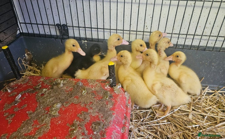 Ducks poultry - Advert 16