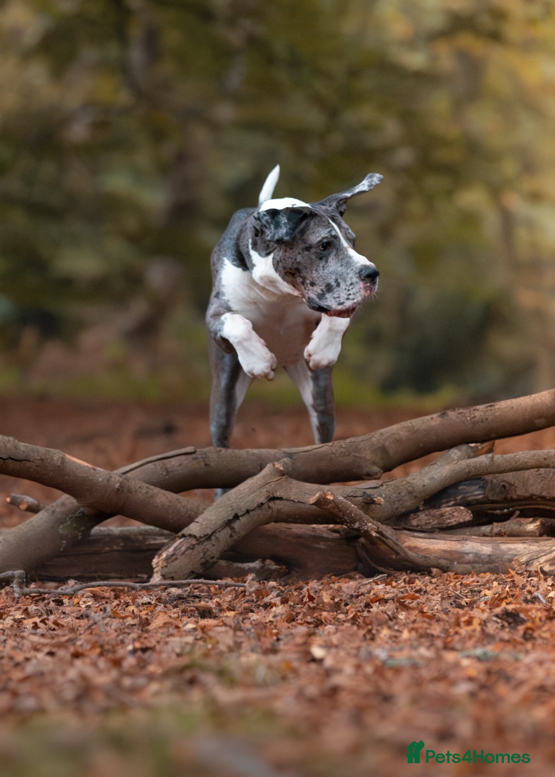 Great Dane dogs for stud: Great Dane merle stud dog  - Advert 3