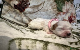 Mixed Breed dogs for sale: Cockalier puppies  - Advert 29