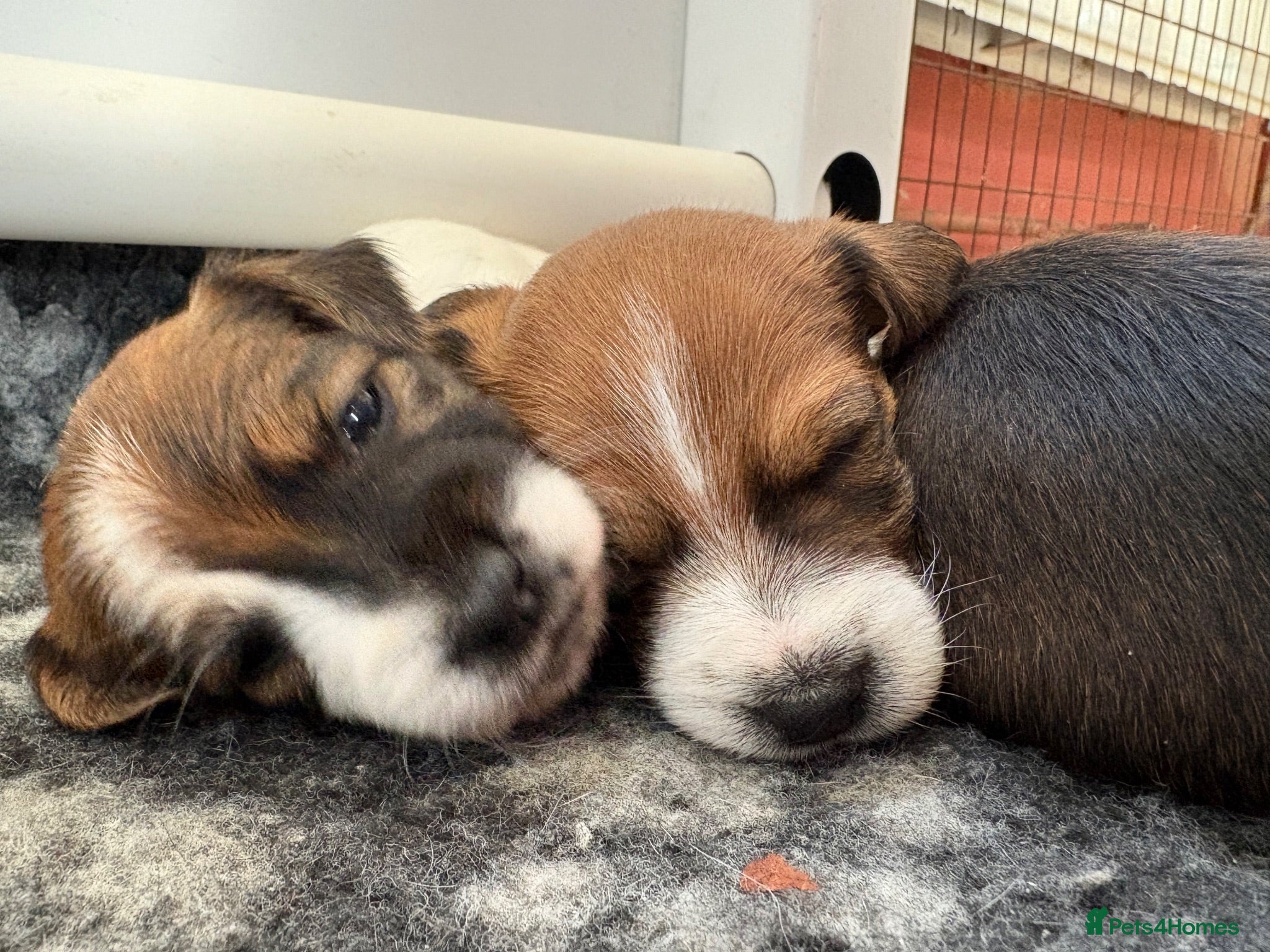 Jack Russell dogs Delightful Miniature Jack Russell Pups - Advert 1