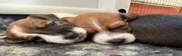 Jack Russell dogs for sale: Delightful Miniature Jack Russell Pups - Advert 12