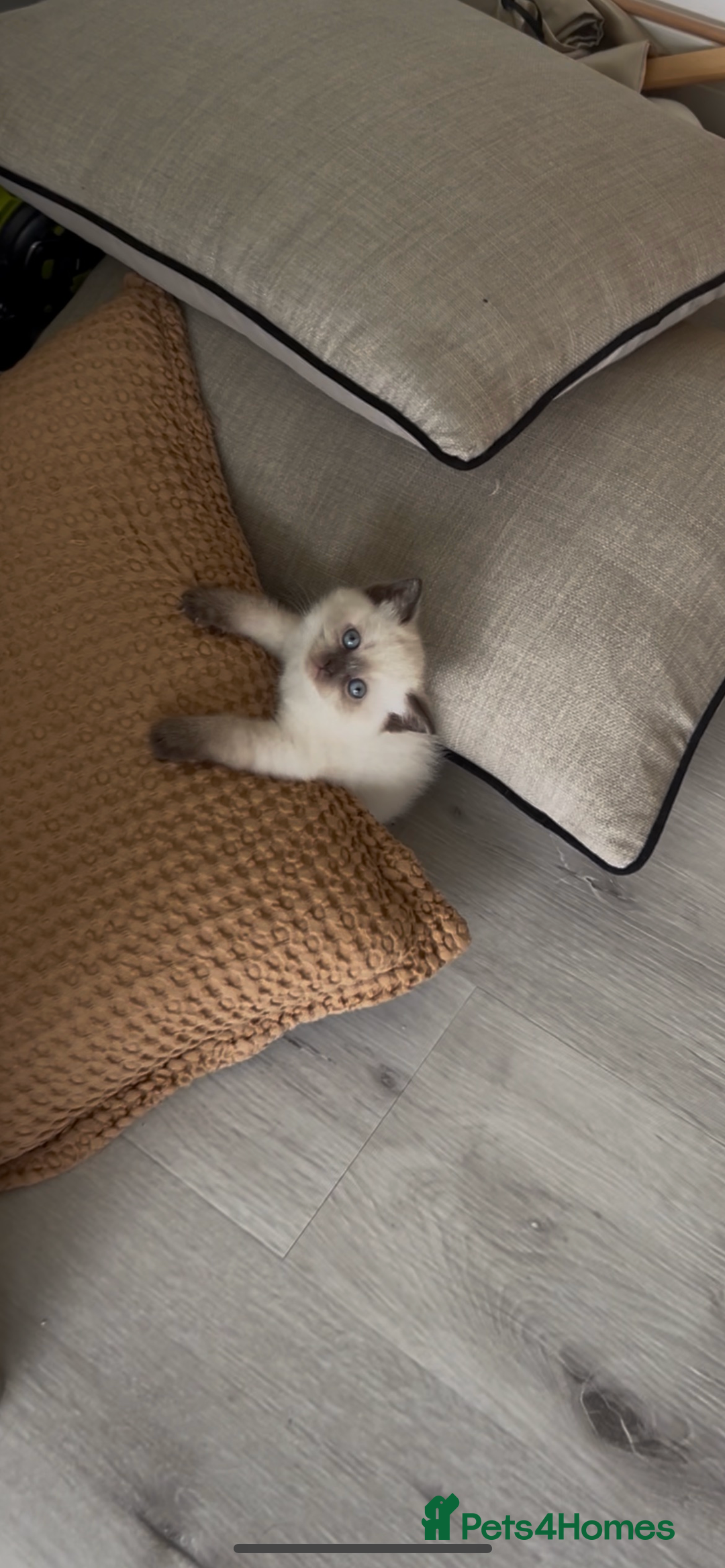 British Shorthair cats for sale: READY NOW SEAL POINTED BRITISH SHORTHAIR MALE in Ingatestone - Image 5