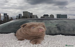 Chow Chow dogs for sale: CHOC🍫LILAC🌪️Champion KC reg🏆 pedigree chow chow - Image 5