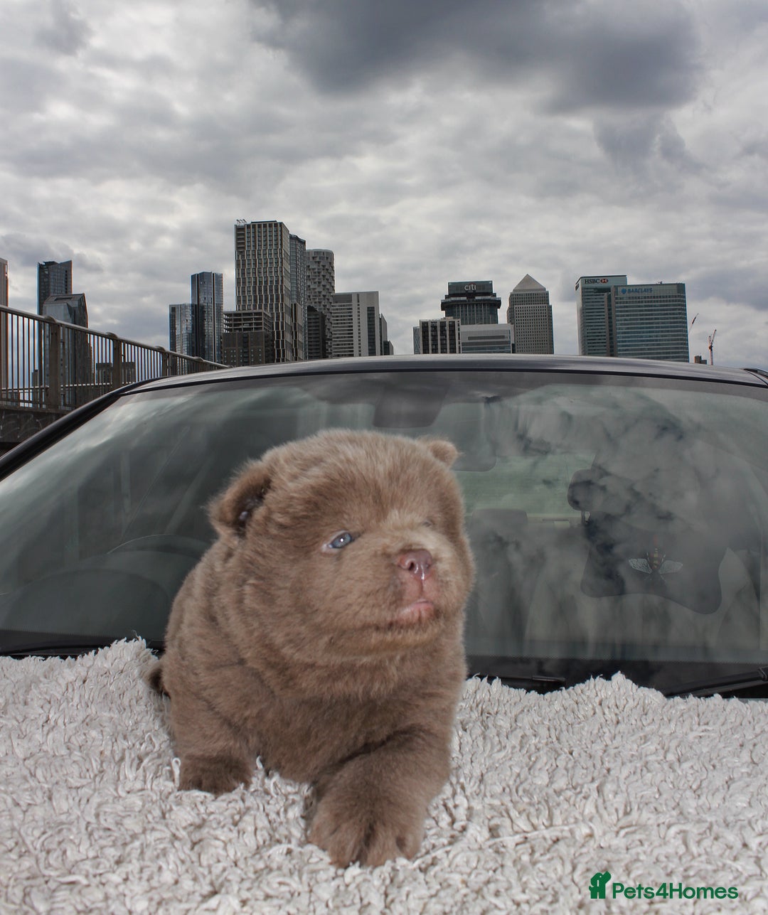 Chow Chow dogs for sale: CHOC🍫LILAC🌪️Champion KC reg🏆 pedigree chow chow - Image 5