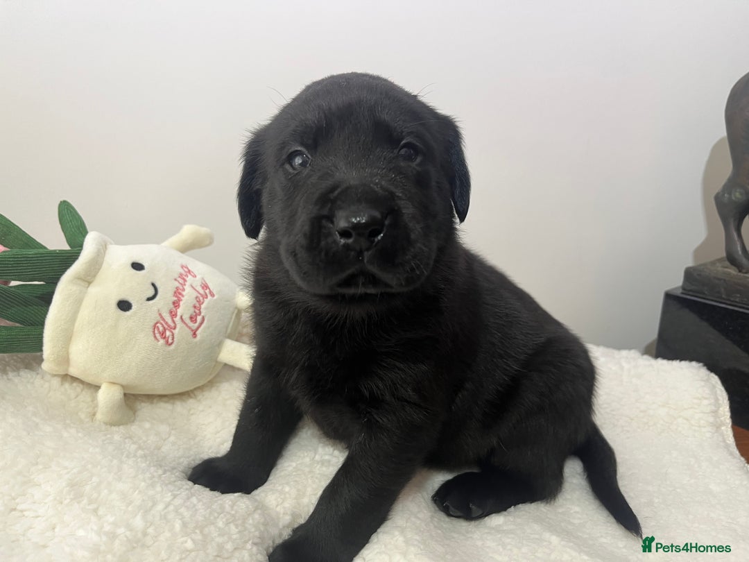 Mixed Breed dogs for sale: 11 Fabulous LABROTTIES - Advert 18