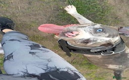 Alapaha Blue Blood Bulldog dogs for sale: Blue Merle with one blue and one green eye Female - Advert 10