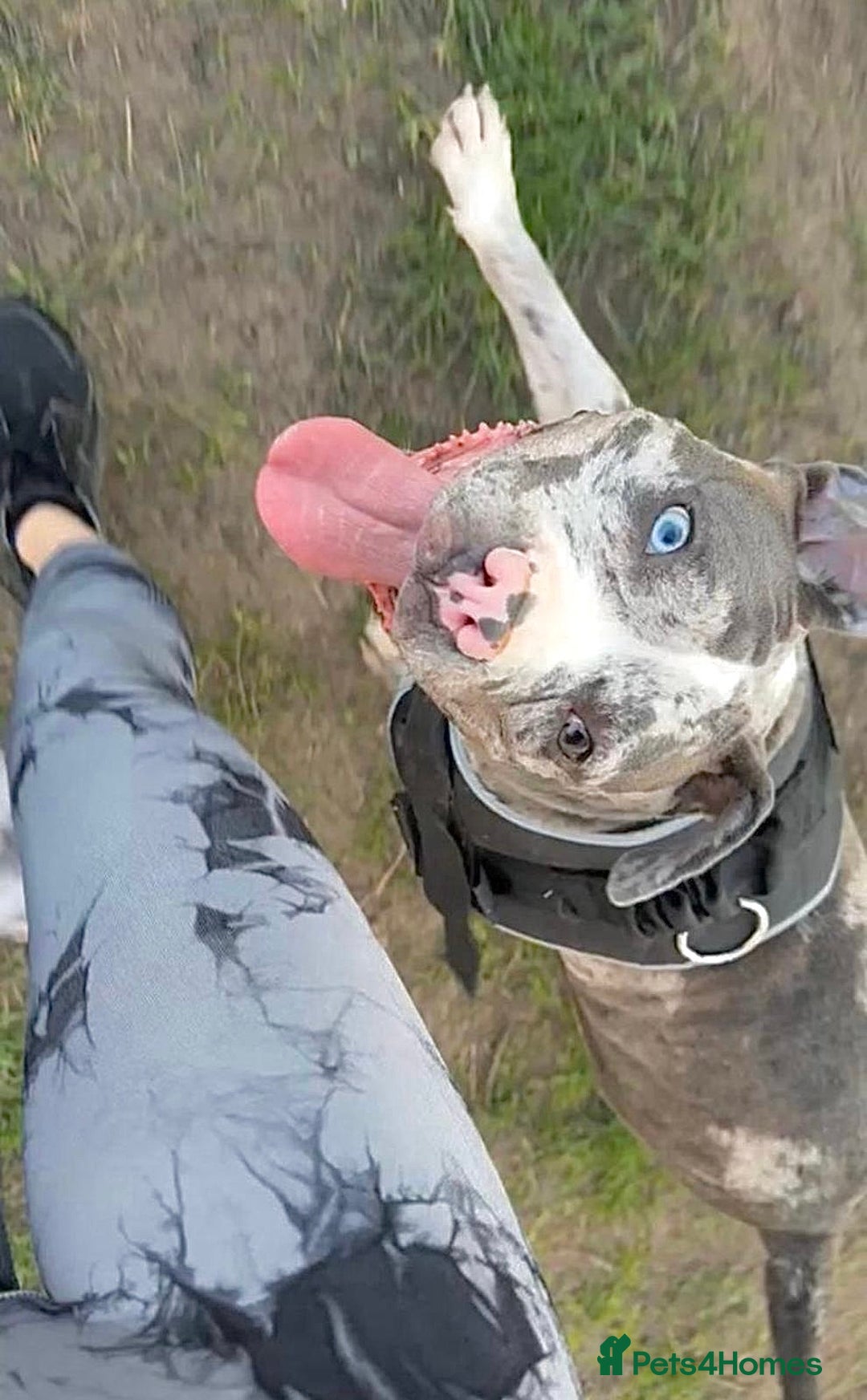 Alapaha Blue Blood Bulldog dogs for sale: Blue Merle with one blue and one green eye Female - Advert 10