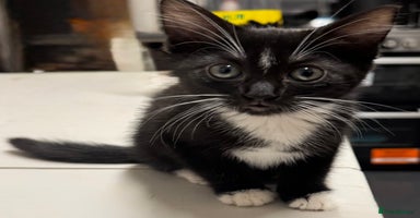American Shorthair cats - Advert 8