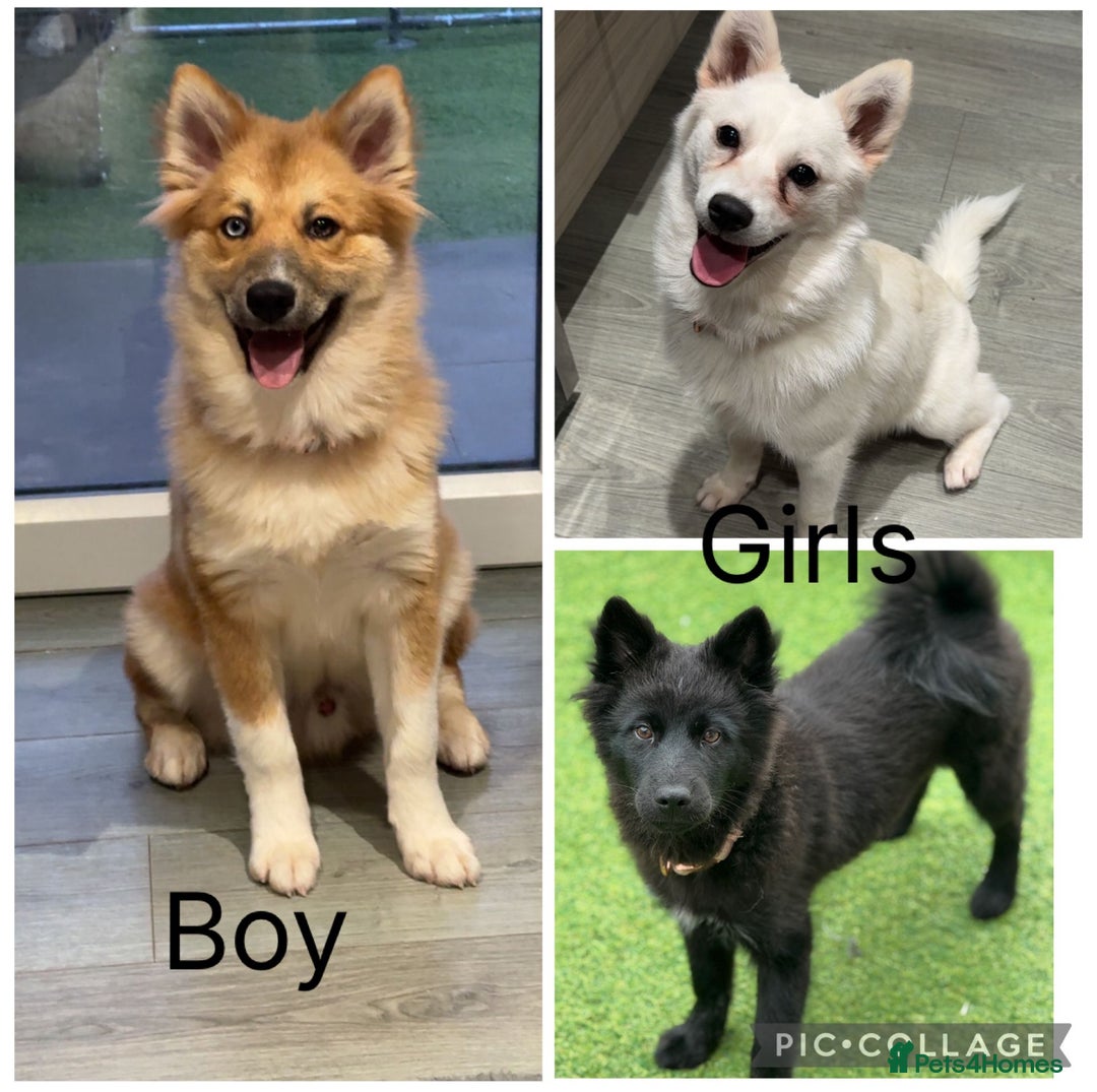 Pomsky dogs for sale: Pomsky’s For sale  - Advert 1