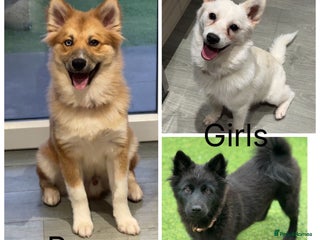 Pomsky dogs Pomsky’s For sale - Advert 1