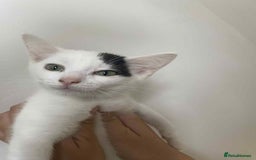 Snowshoe cats for sale: 🐾Gorgeous Kittens Ready for Forever Homes 🏡✨ - Image 4