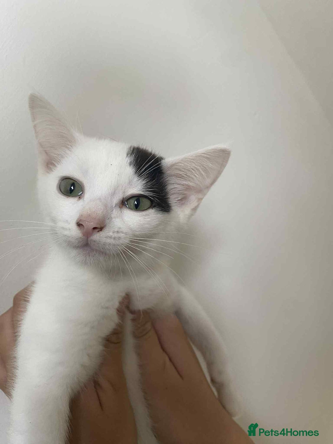 Snowshoe cats for sale: 🐾Gorgeous Kittens Ready for Forever Homes 🏡✨ - Image 4