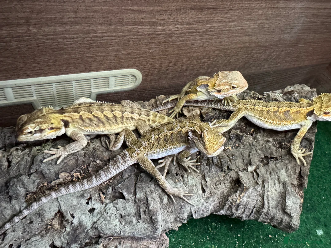 Bearded Dragon reptiles for sale: Baby bearded dragons.. - Advert 2