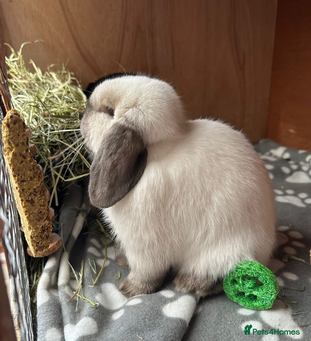 Mini Lop rabbits for sale: Vaccinated Purebred Minilops  - Image 6