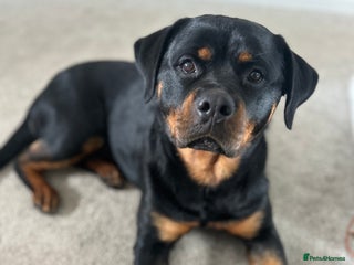 Rottweiler dogs for sale: Rottweiler puppies for 5* homes - Advert 1