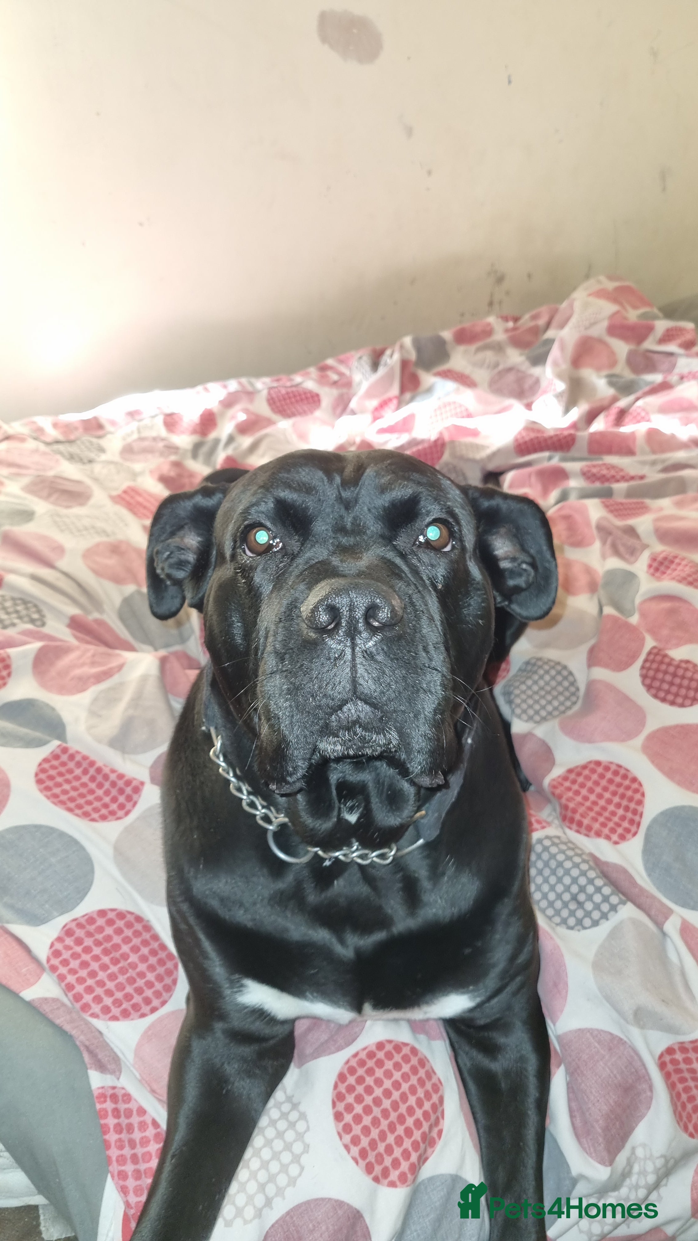 Cane Corso dogs BUSTER cane corso - Advert 1