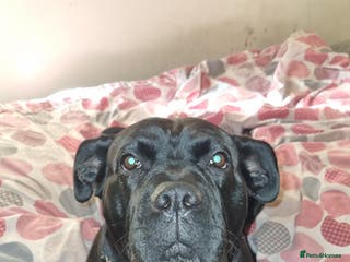 Cane Corso dogs BUSTER cane corso - Advert 5