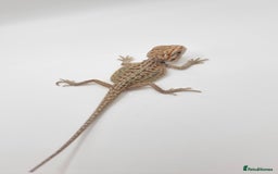 Bearded Dragon reptiles for sale: Mix of hypo trans dunner blue bar het zeros - Image 9