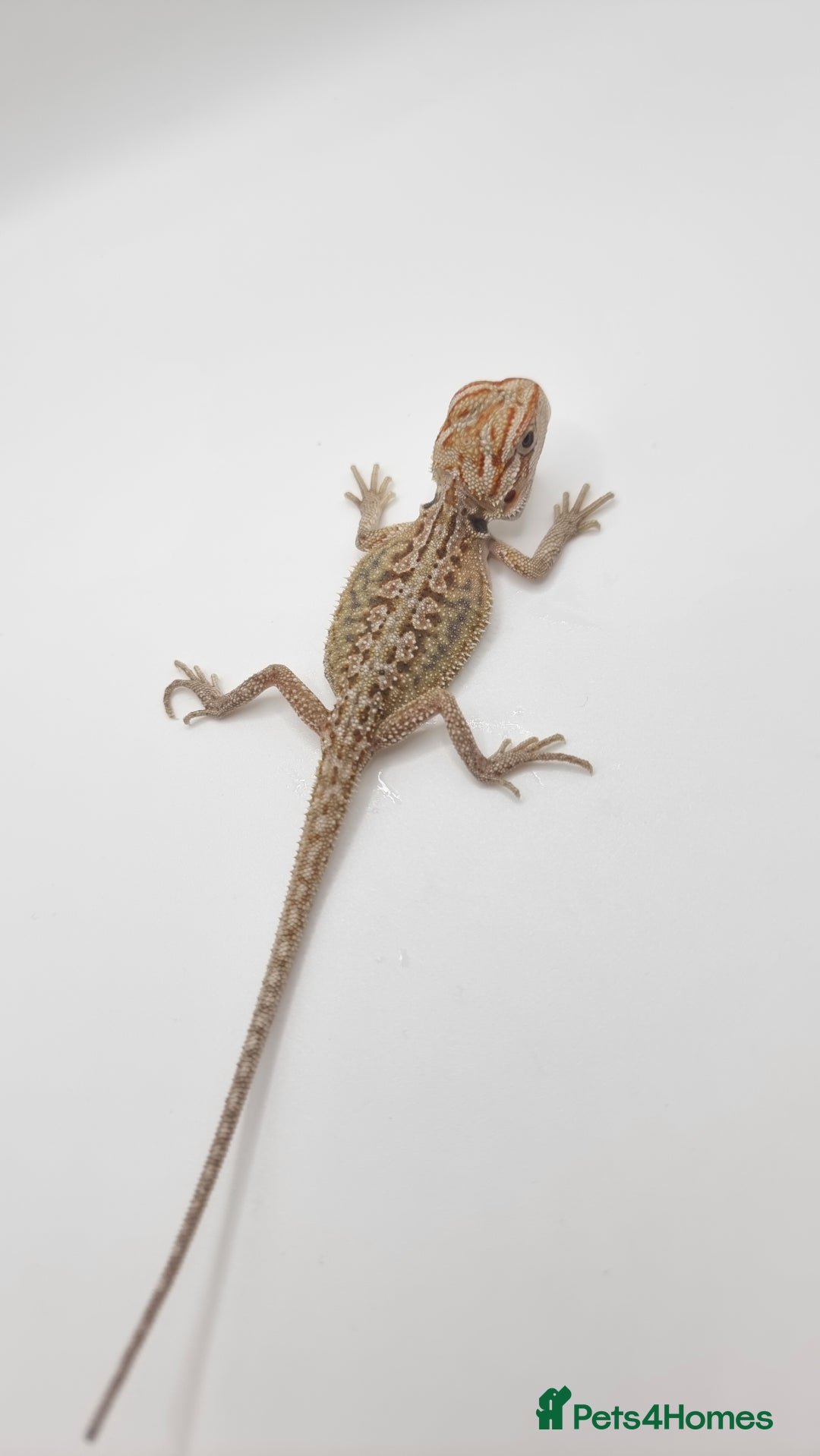 Bearded Dragon reptiles for sale: Mix of hypo trans dunner blue bar het zeros - Image 9