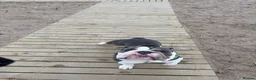 English Bulldog dogs for stud: Stud English bulldog  in Stevenston - Advert 6