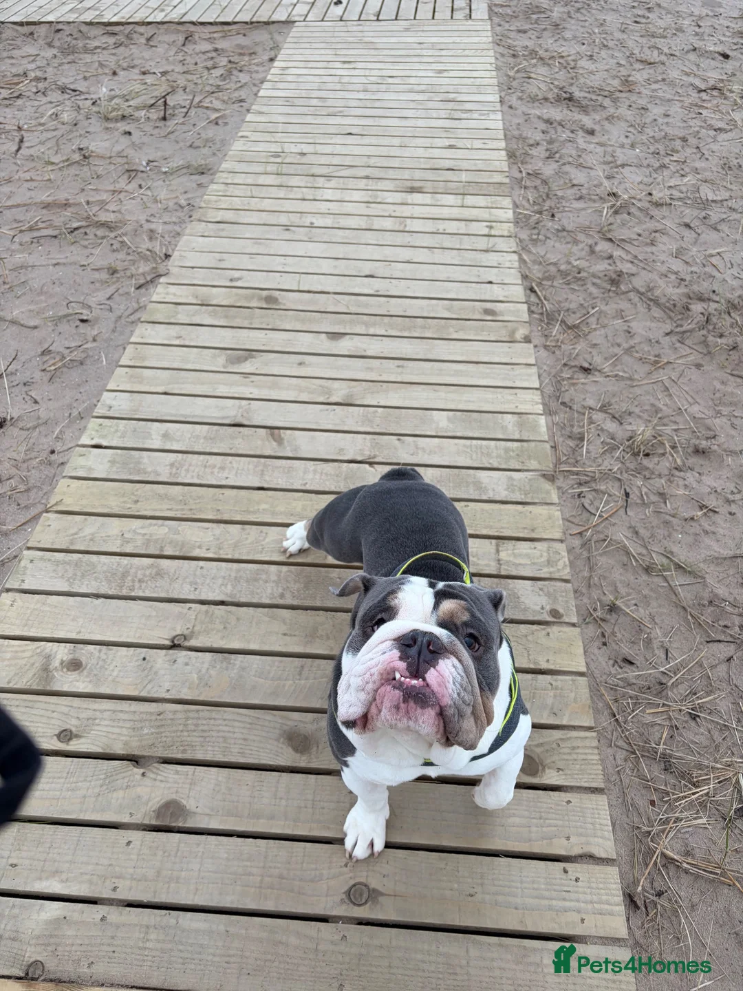 English Bulldog dogs for stud: Stud English bulldog  in Stevenston - Advert 6