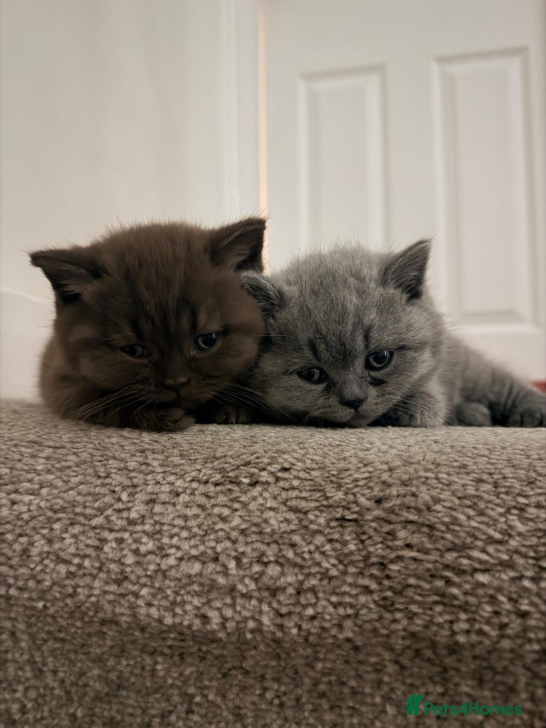 British Shorthair cats for sale: 🧸BOY FULL GCCF BSH KITTEN🧸 - Advert 7