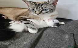 Domestic Shorthair cats for sale: 4 gorgeous kittens looking for there forever homes - Image 1