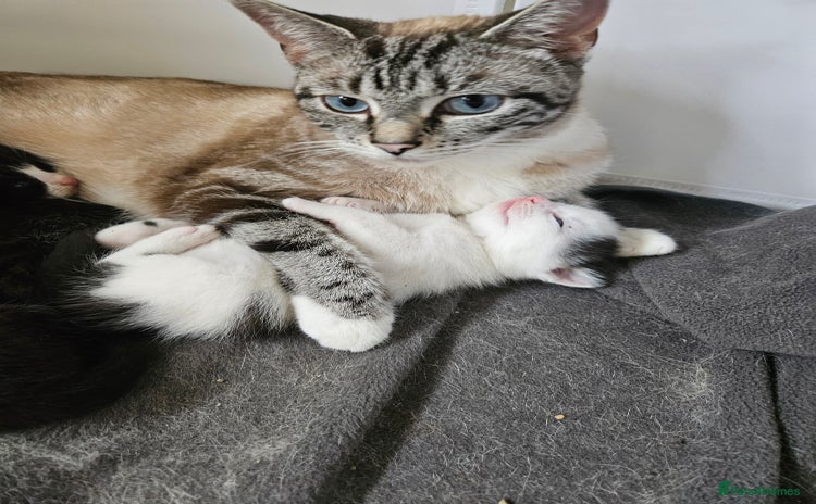 Domestic Shorthair cats for sale - Advert 1