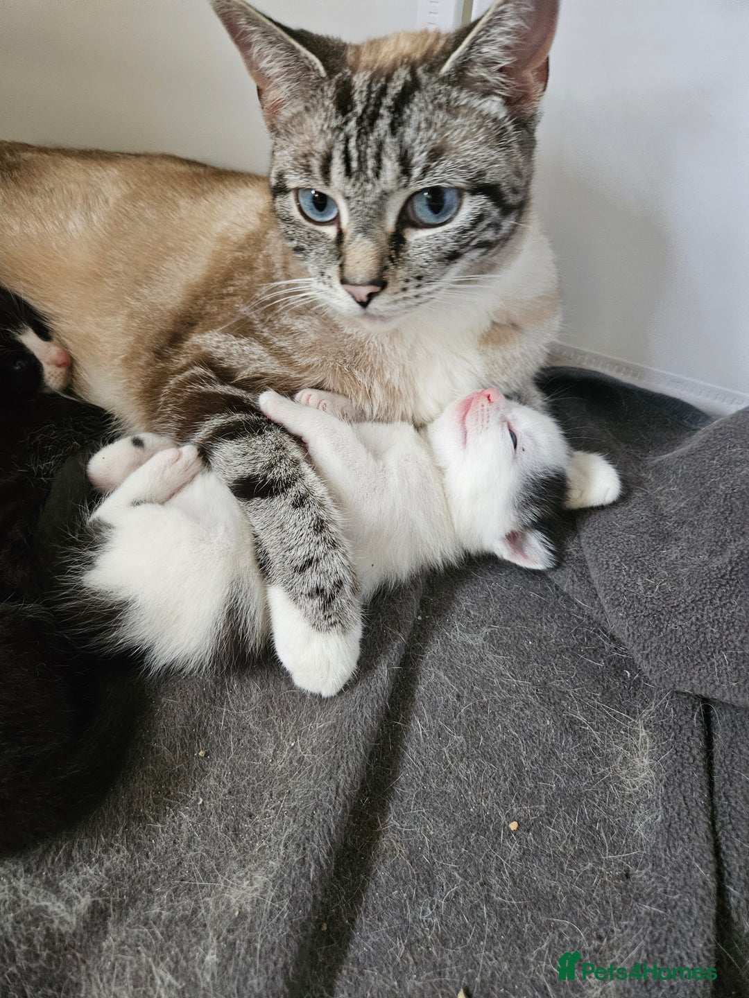 Domestic Shorthair cats for sale: 4 gorgeous kittens looking for there forever homes - Image 1