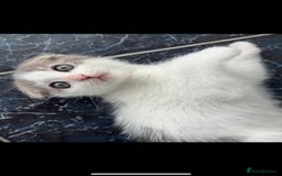 Mixed Breed cats for sale: 5 kittens - Image 16