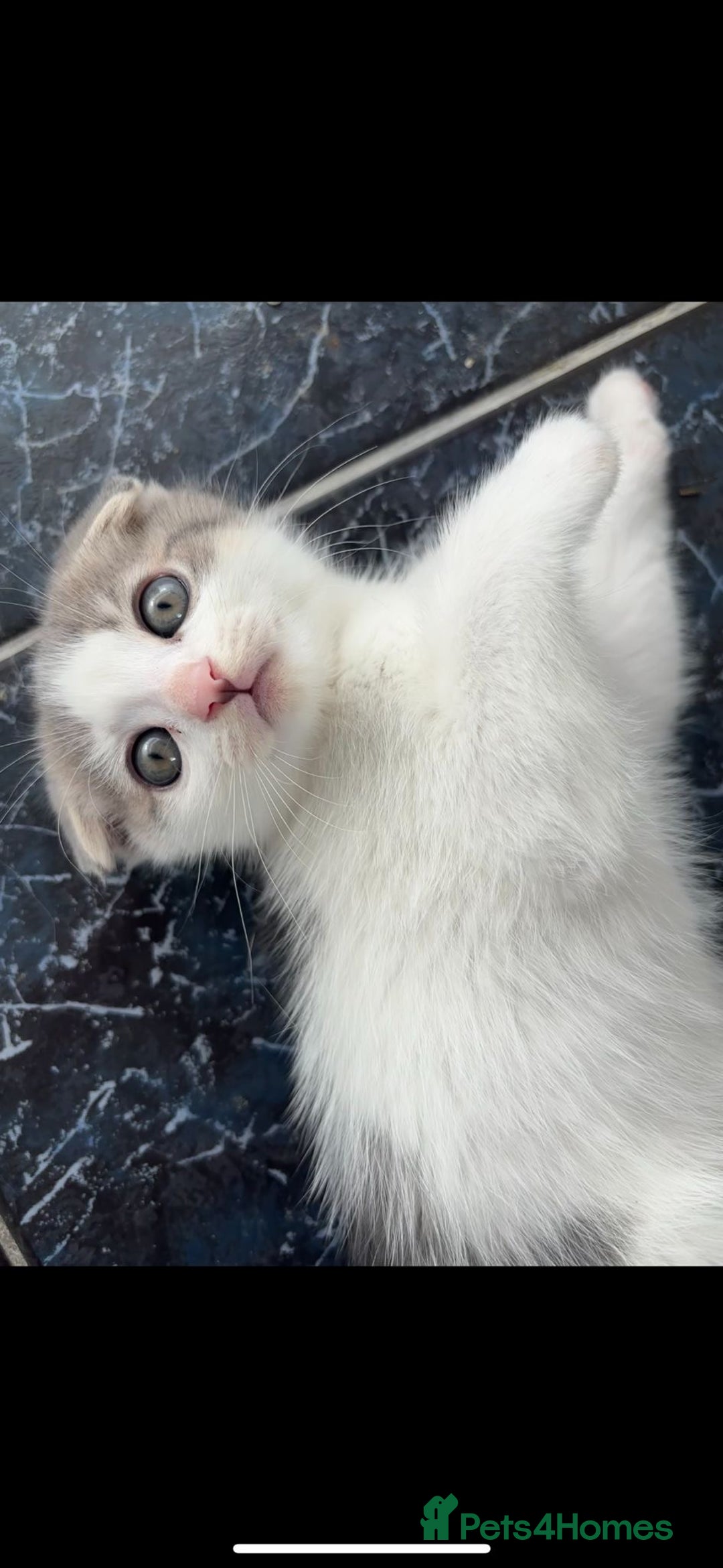Mixed Breed cats for sale: 5 kittens - Image 16