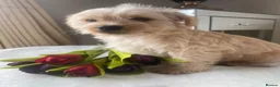Westiepoo dogs for sale: Westypoos in Northallerton - Advert 12